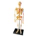 Human Skeleton Model